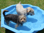 Pool Time